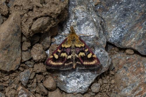 Réf. 212 503 : Pyrausta sp.